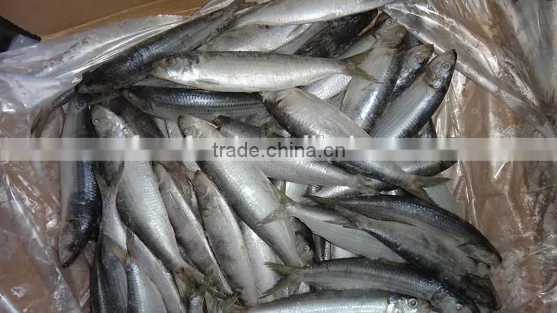 cucumber of sardine fish