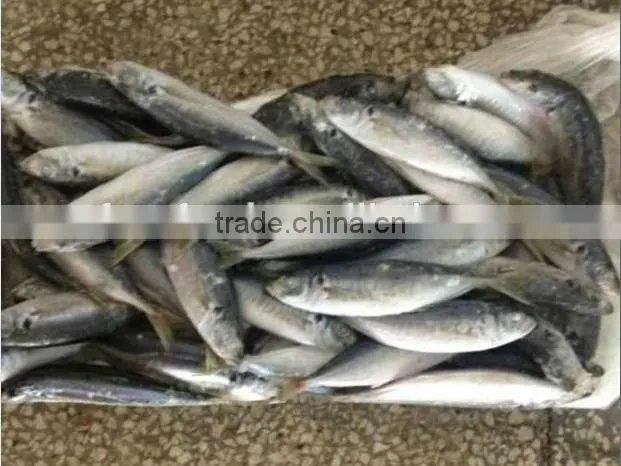 Frozen Horse Mackerel Fish