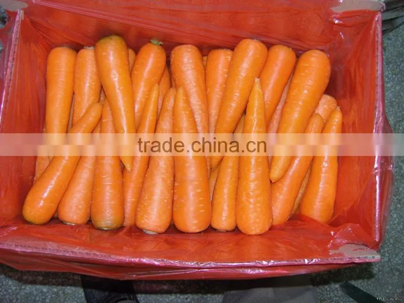 High quality Chinese Fresh Carrots with good price