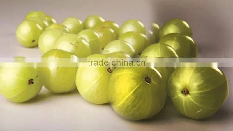 Healthy Amla powder Bulk Producers