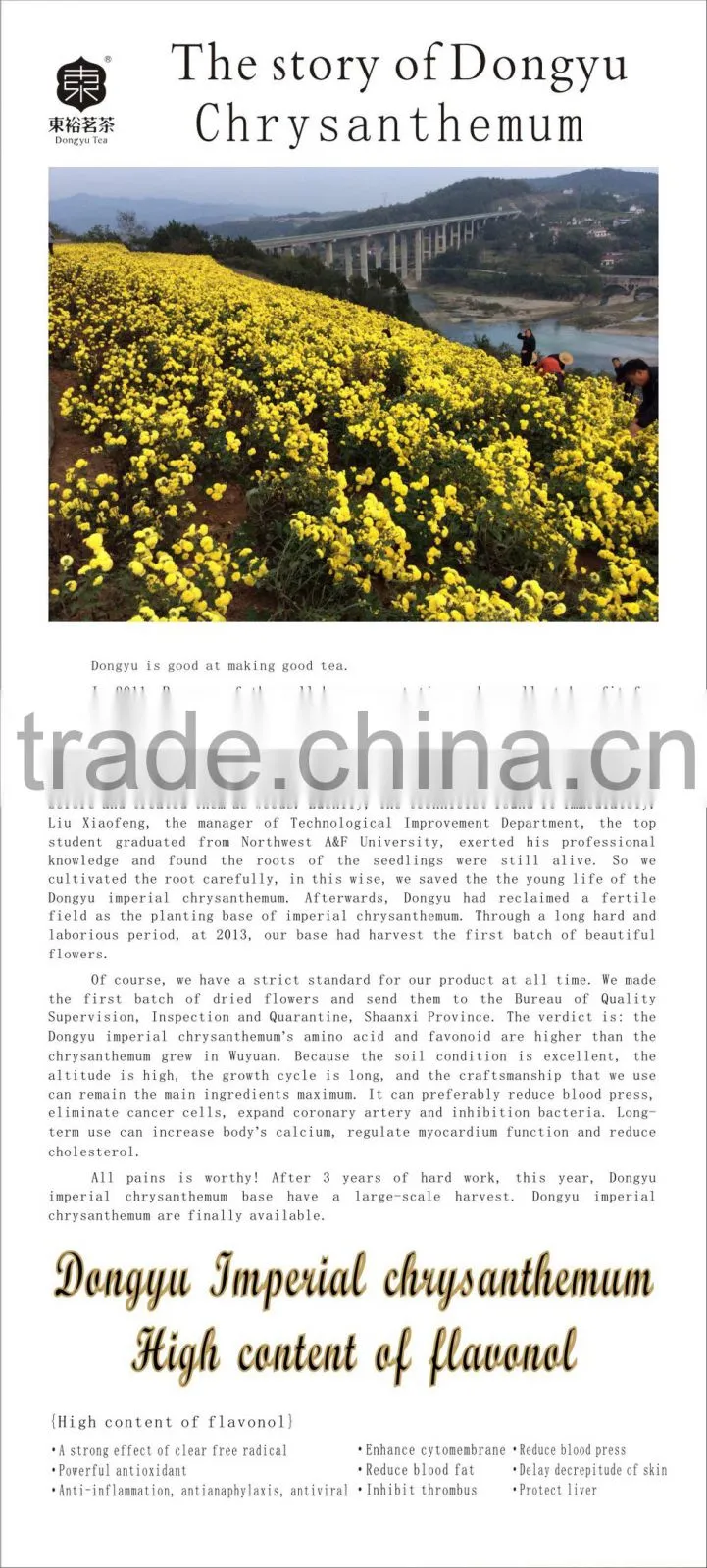 ancient Chinese medicine for herbal therapy and herbal remedy chrysanthemum