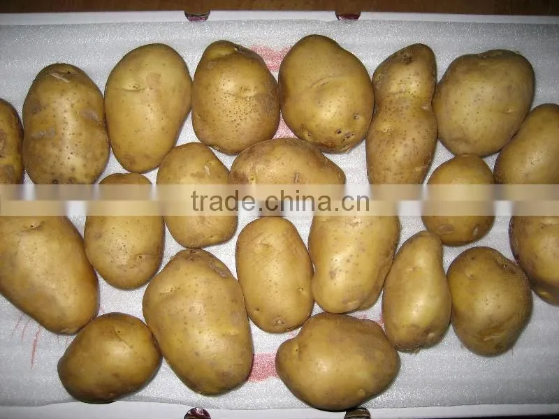 Holland Potato to Dubai Market for Sale
