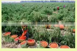 Ningxia Love Goji Supply Chain Corporation company overview - view 2