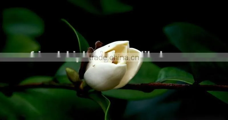 Michelia figo seedling