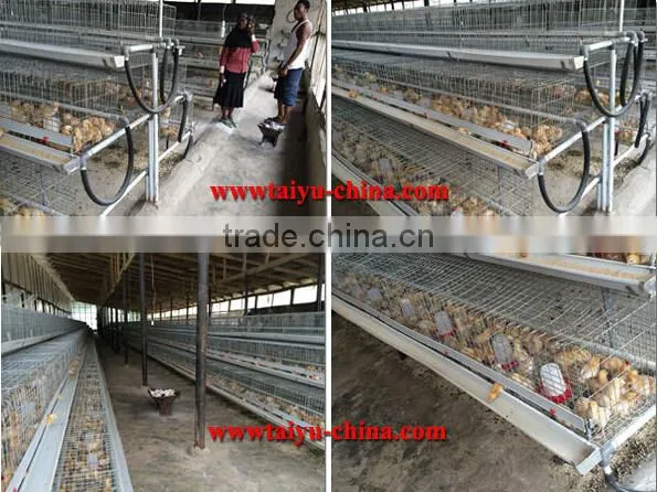 zimbabwe poultry cage dip hot chicken