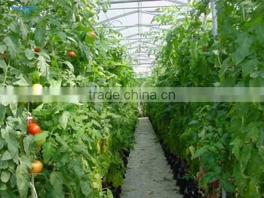 Plastic Film Covered Greenhouse For Mushroom&Roses