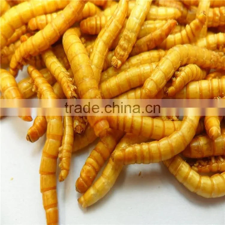 Premium Freeze Dried Mealworms