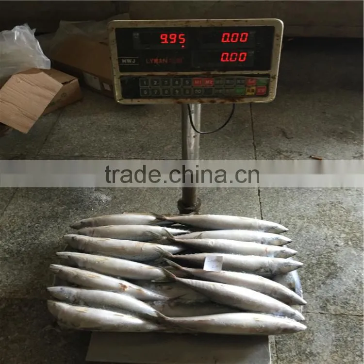 Chub mackerel frozen whole frozen mackerel bait for sale