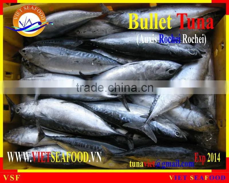 FROZEN BULLET TUNA