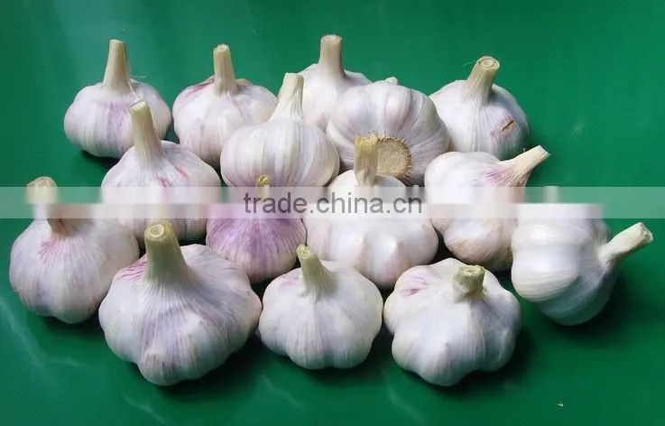 Garlic root cutting machine