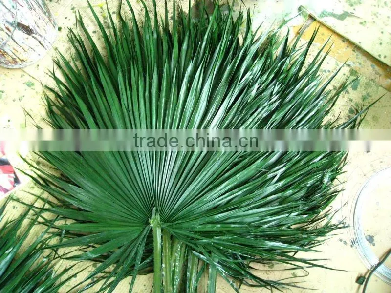 Fan Preserved palm leaf