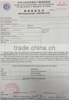 Animal Corn Gluten Meal from China to Korea and Malaysia