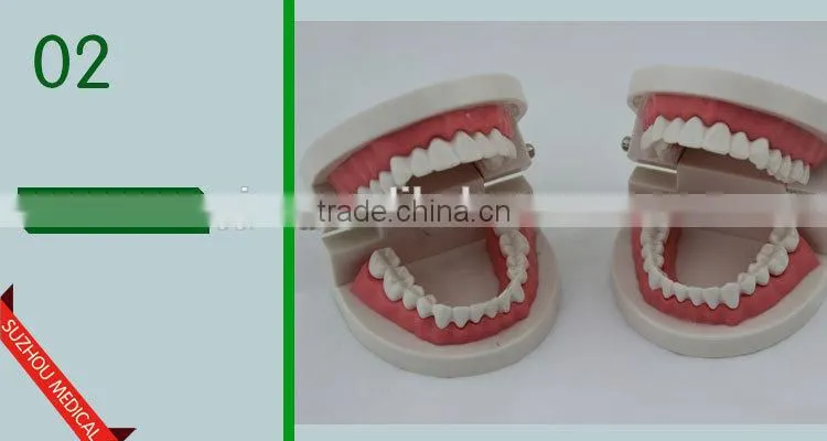 Teeth care model
