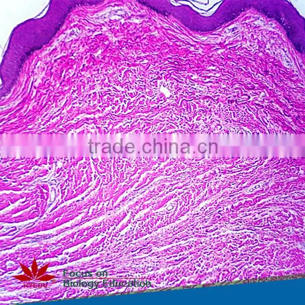 Superfine Medical Prepared Microscope Slides of Moving-point Muscle