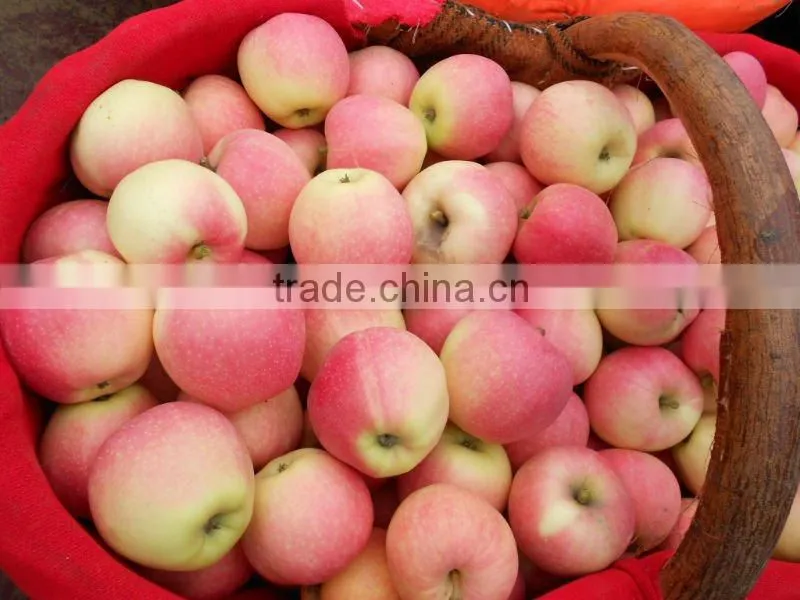 Fresh Apple 2012