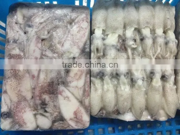 Frozen IQF north China baby squid