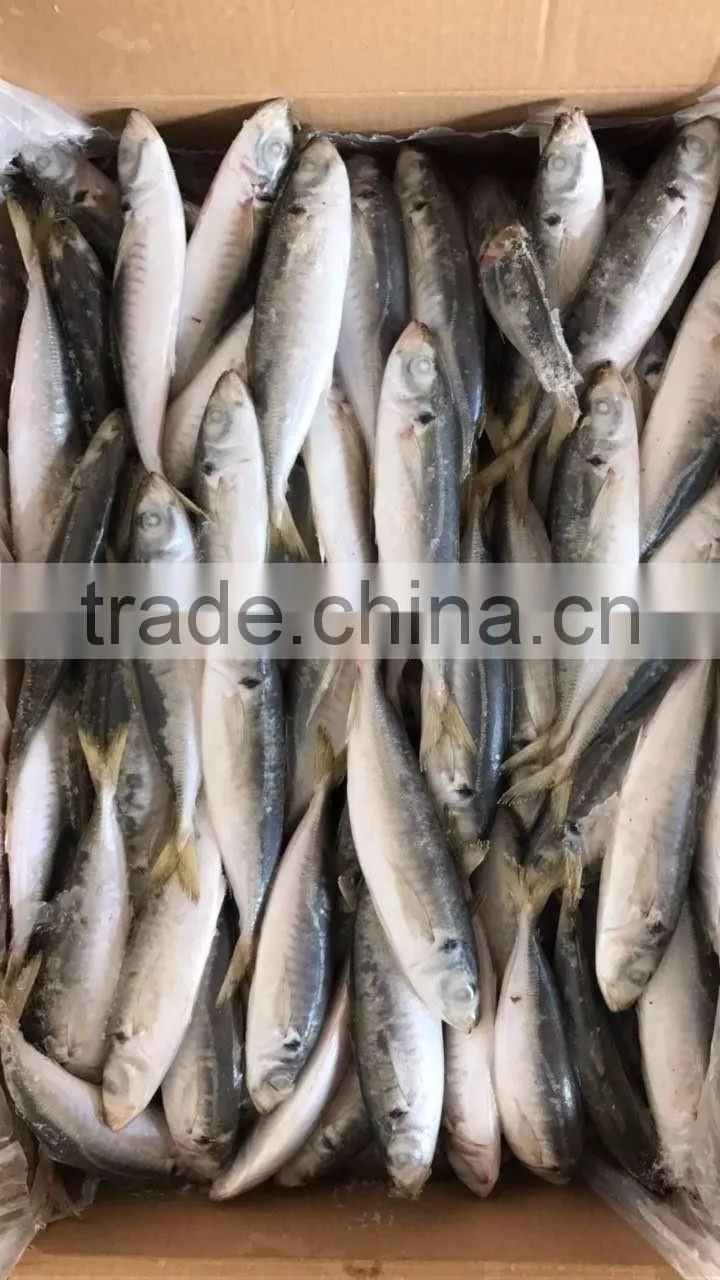BQF frozen horse mackerel/round scad