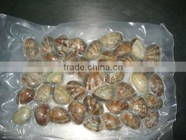 Frozen Short Necked Clam