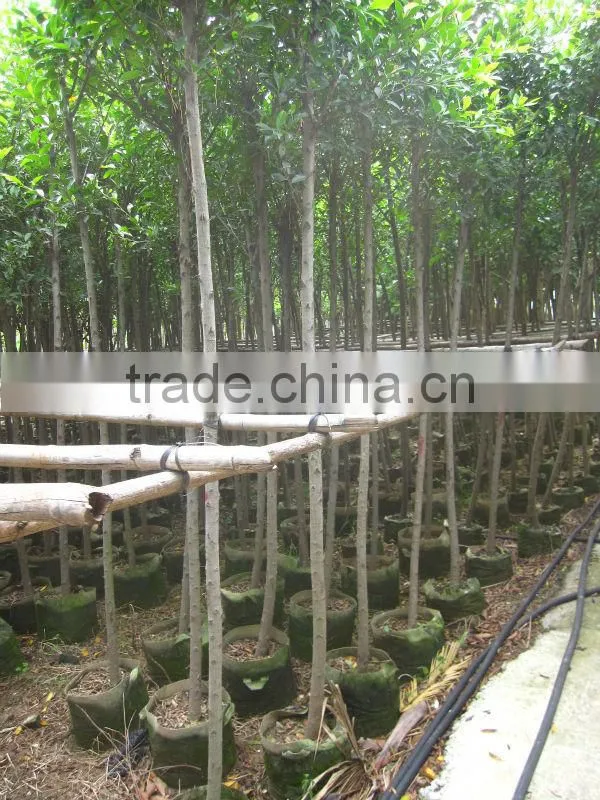 Ficus Nitida landscaping trees for outdoor