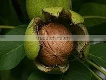 2014 green walnut shell