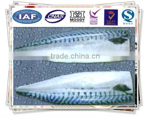 Frozen Mackerel Fillet