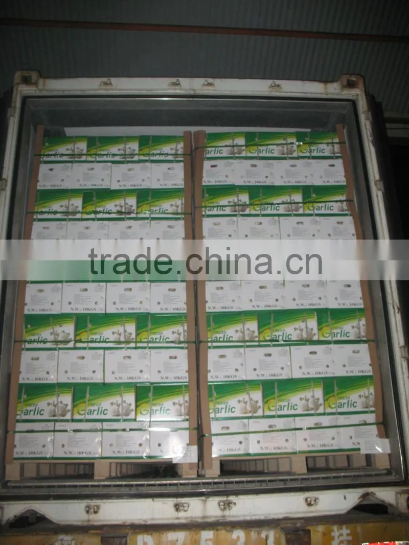 chinese normal garlic