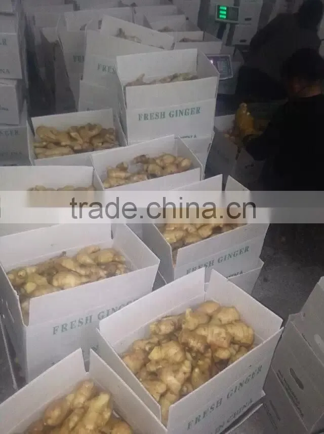 Professional Ginger Supplier Fresh old Ginger