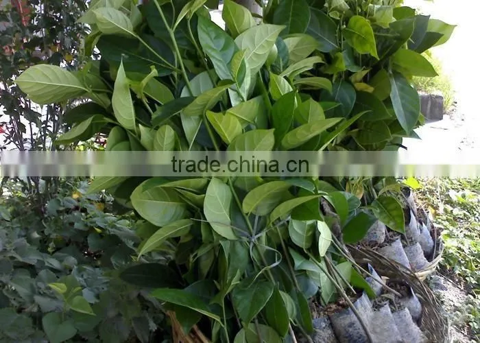 jackfruit trees