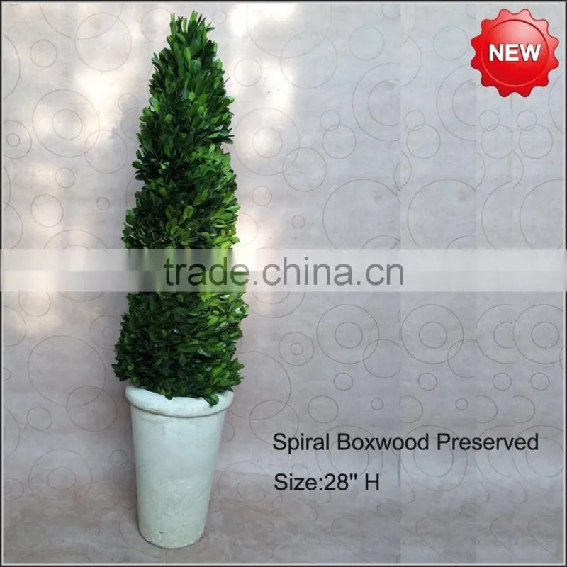 Boxwood spiral boxwood sphere preserved topiary