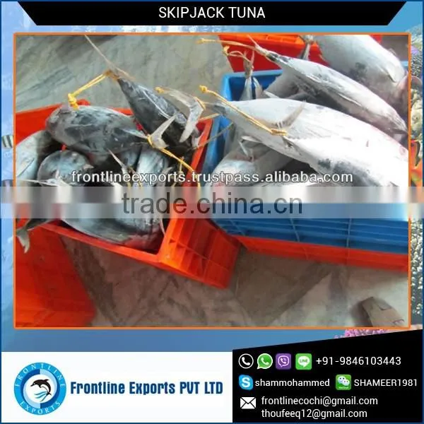 Frozen and Canned Fresh Tuna Fish from Reliable Supplier