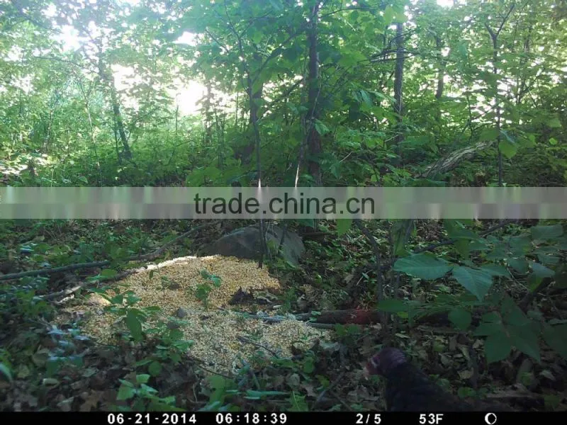 Hunting Trail Camera