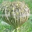 Pure Carrot Seed Oil ISO/GMP
