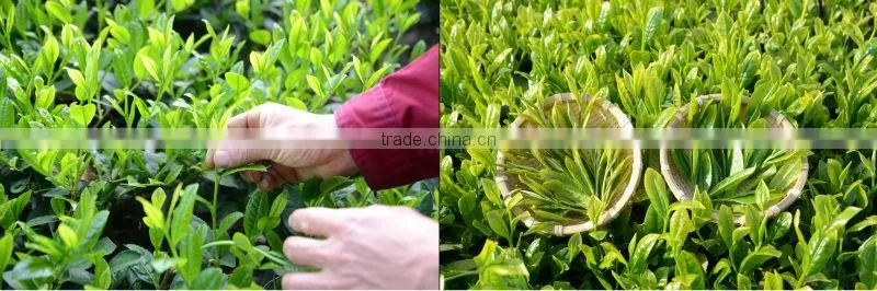 Honey Ginger Tea, Japanese high quality ginger tea made by chemical free ginger