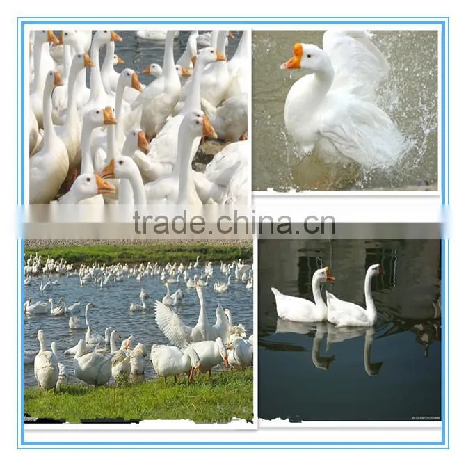 white washed goose down