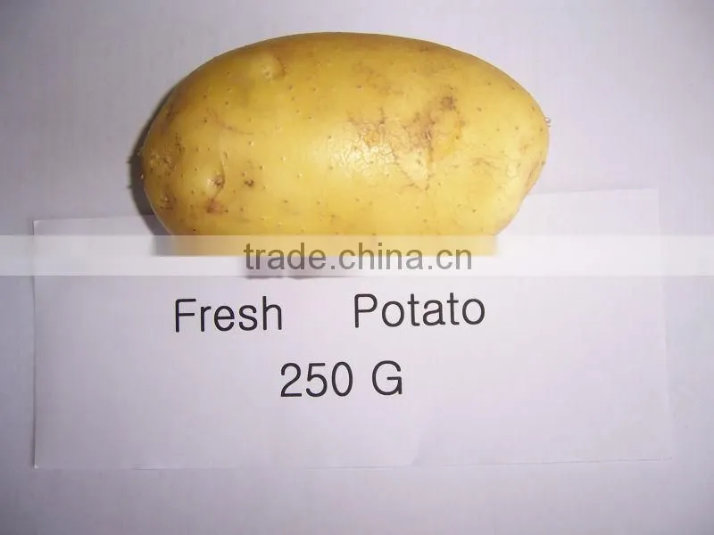 Holland Potato to Dubai Market for Sale
