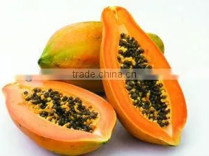 Papain Powder