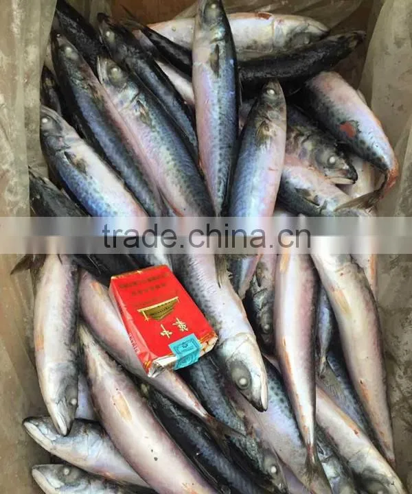 Seafood Frozen Fresh Scomber Japonicus Mackerel Fish