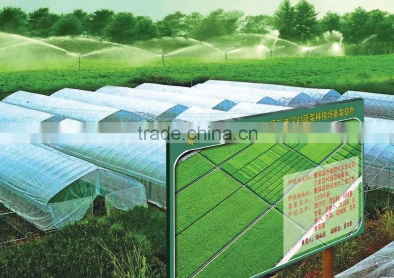 Chinese Cabbage