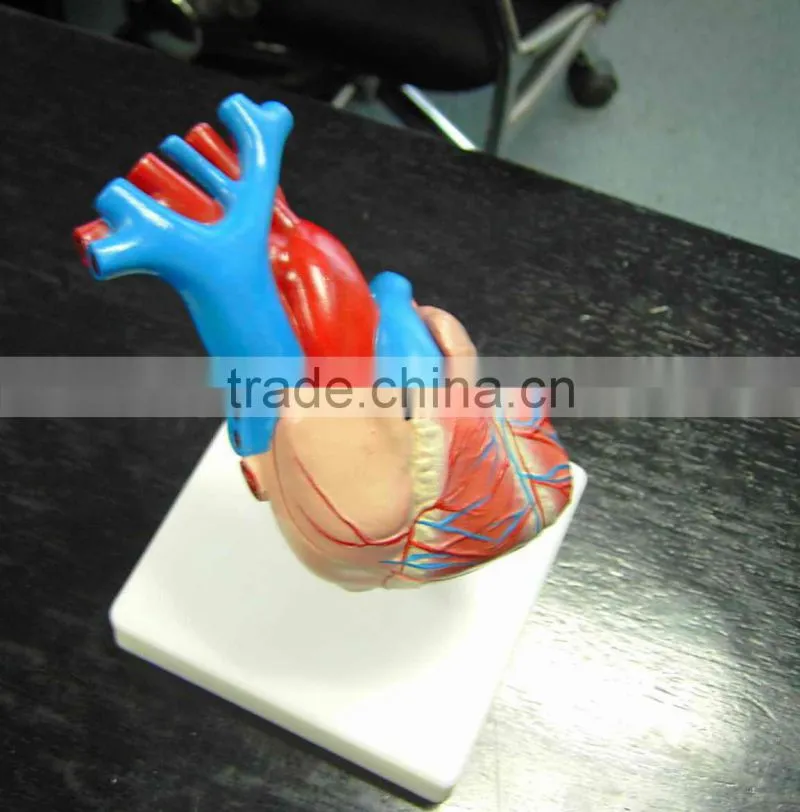 plastic medical model