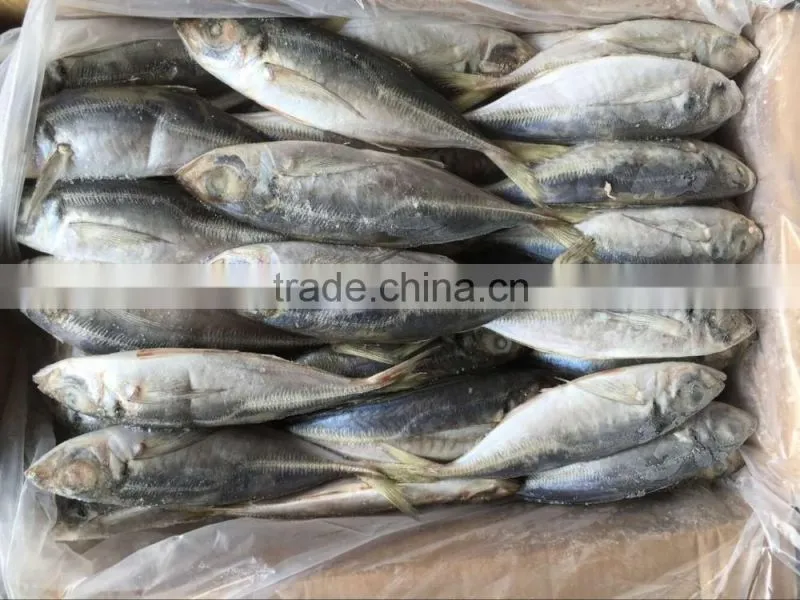 New arrival good quality frozen horse mackerel fish