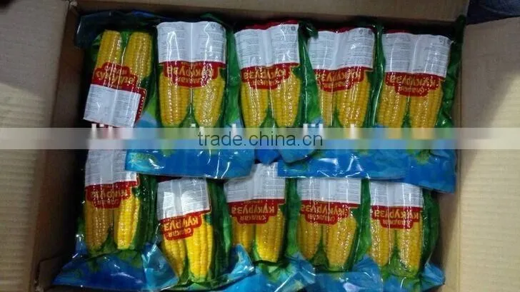 IQF frozen yellow corn cob in vacuum package