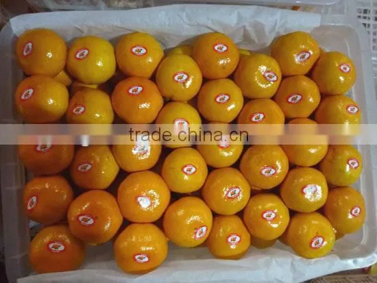 noney baby orange