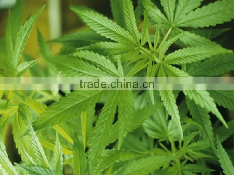 Factory direct sale organic hemp seed oil for pharmaceuticals