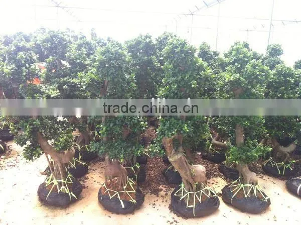 Ficus mircrocarpa
