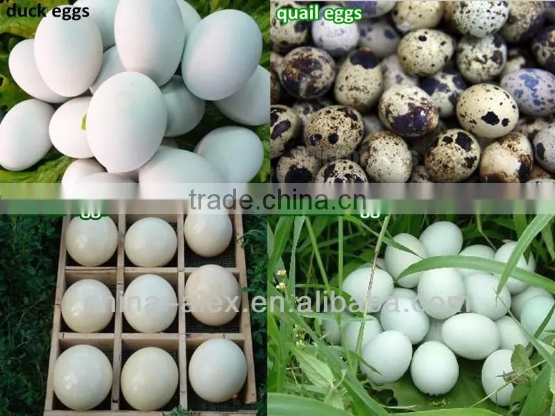 Cheap plastic quail egg blister packaging trays supplier
