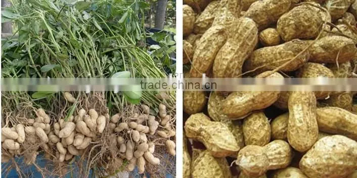 small electric Groundnut picker/Peanut picking machine