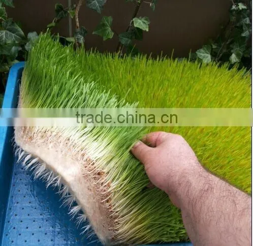 Full Automatic Hydroponic Organic Bean Sprouts Machine