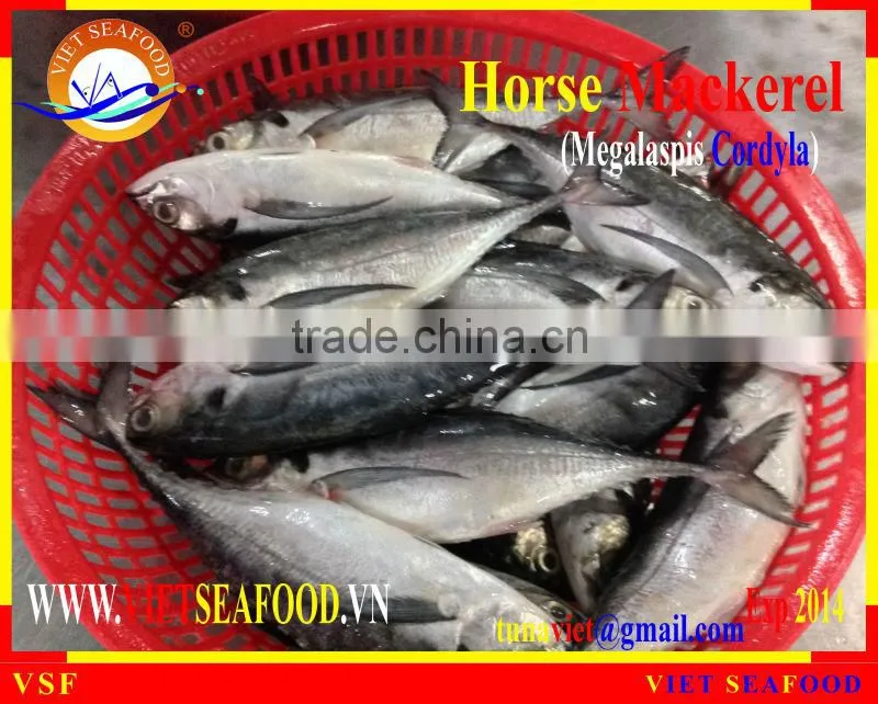FRESH RAM MATERIALS W/R HORSE MACKEREL