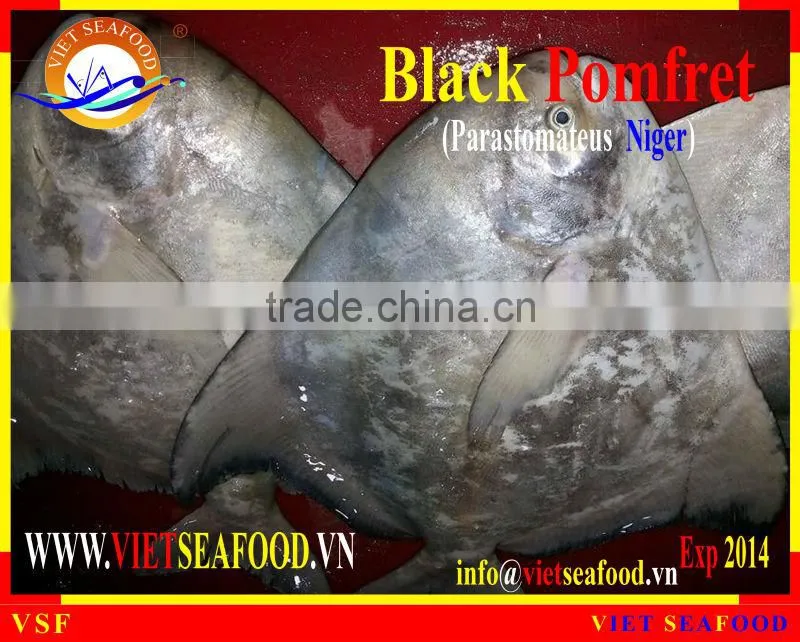 W/R FROZEN BLACK POMFRET