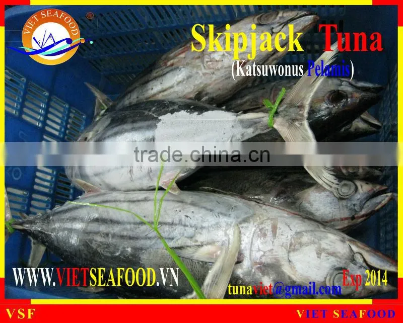 FROZEN SKIPJACK TUNA WHOLE ROUND